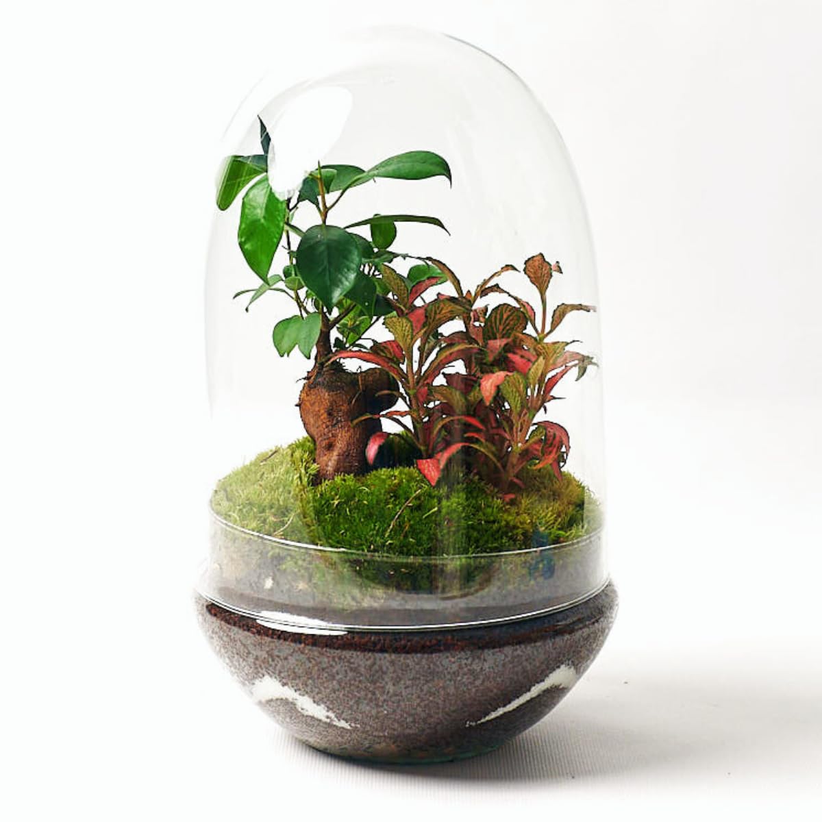 Terrario Plantas Cristal - Cúpula con Ficus Ginseng y Fittonia | Jardin Eterno en Cristal o Ecosistema Cerrado | Ideal para Decoración Hogar | Mediano, 30 cm x 19 cm