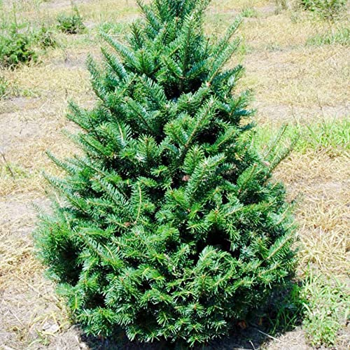 Balsam Fir Seeds Abies Balsamea Low Maintenance Fragrant Evergreen Showy Rock Gardens Screens Windbreaks Outdoor 30Pcs Tree Seeds By Yegaol Garden #TOP5