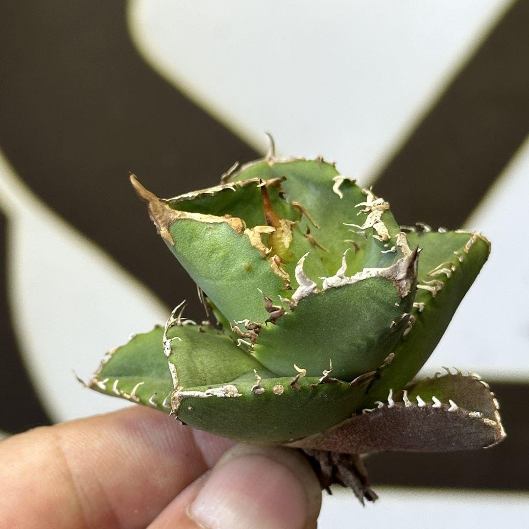 Amazon.co.jp: 693【上澳園芸】 アガベ チタノタ shangao-001蝦蟇 優良