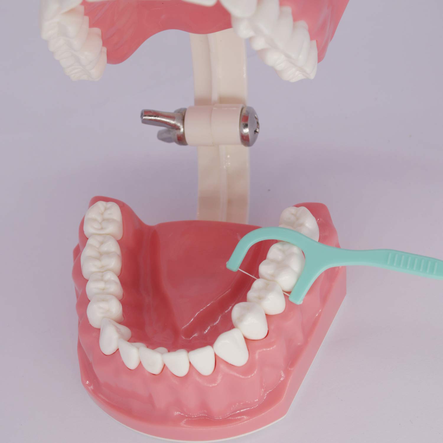 Dental Teeth Model Typodont for Brushing Flossing Practice Demonstration Teaching Studying 1:1 Standard Size