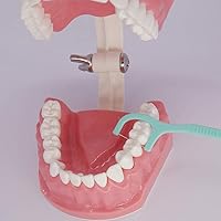 Vista 6 de Modelo de dientes dentales Typodont para cepillar hilo dental Práctica Demostración Enseñanza Estudiar 1:1 Tamaño estándar