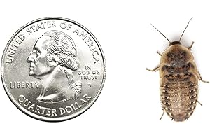 Wholesale Feeder Insects. Mealworms, Superworms, Dubia Roaches Live and Dried, Live Crickets