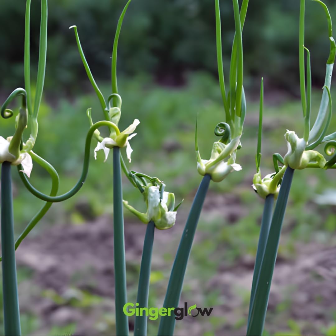 24 Egyptian Walking Onion Plants, 4-8 Inch Tall, Heirloom, Fast Growing, Hardy Vegetable Plants Live for Planting Outdoors
