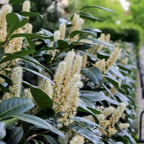 2 Carolina Cherry Laurel Shrubs - 4-6\" Tall Live Plants - 3\" Pots - Laurel Bush/Hedge Seedlings - Prunus caroliniana - (2 Pack) - Thumbnail 6