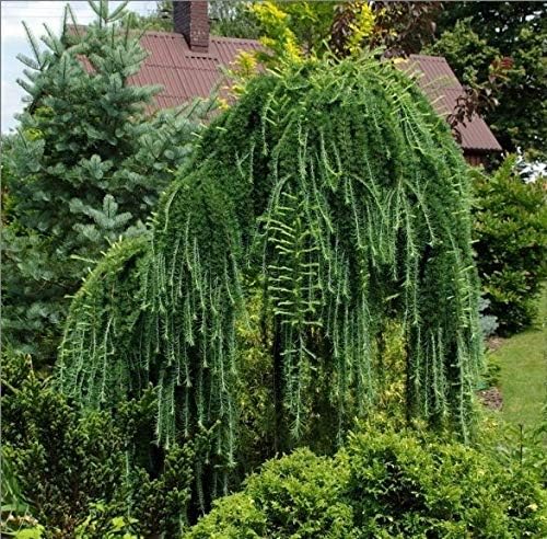 Miniatura 7 de 1233-Semillas de alerce llorón enano (Larix Decidua 'Pendula') de Robsrareandgiantseeds UPC0764425789161 Sin OMG, orgánico, cultivador de EE. UU.,