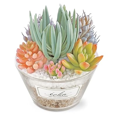 置くだけで消臭＆抗菌！パステルカラーの多肉フェイクグリーン《Eclia》が贈り物に人気