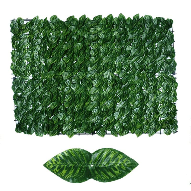fensterblatt draußen Monstera deliciosa - Monstera deliciosa main image 0
