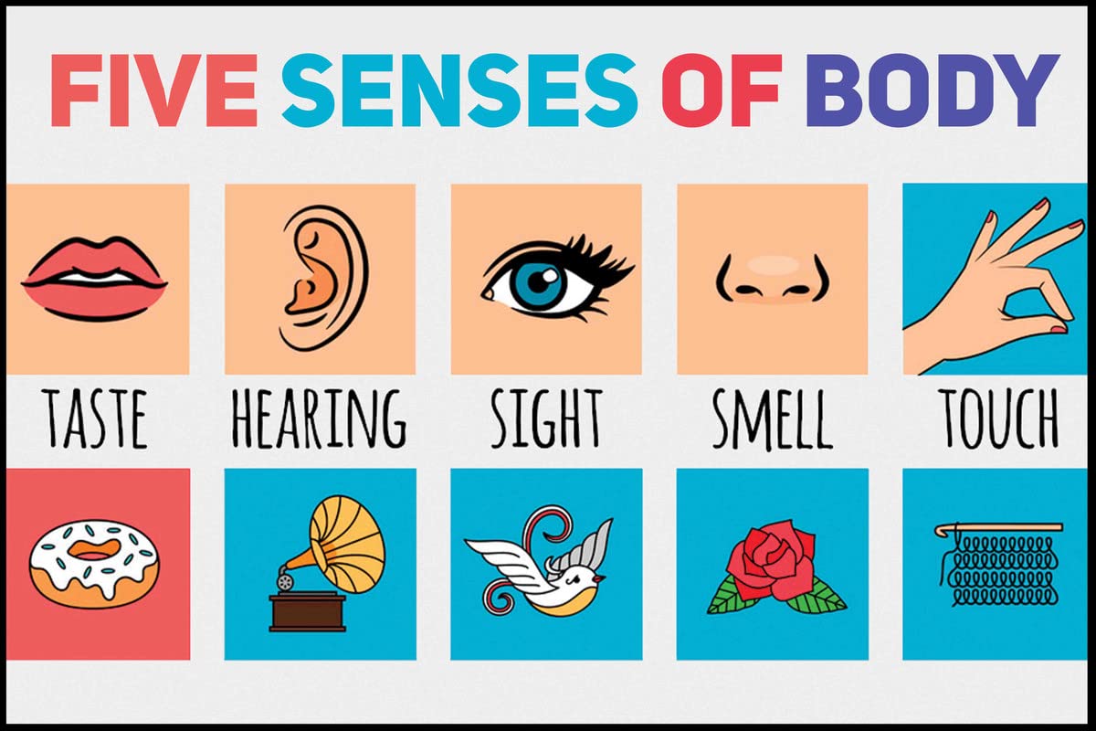 Body Sense Organs For Kids