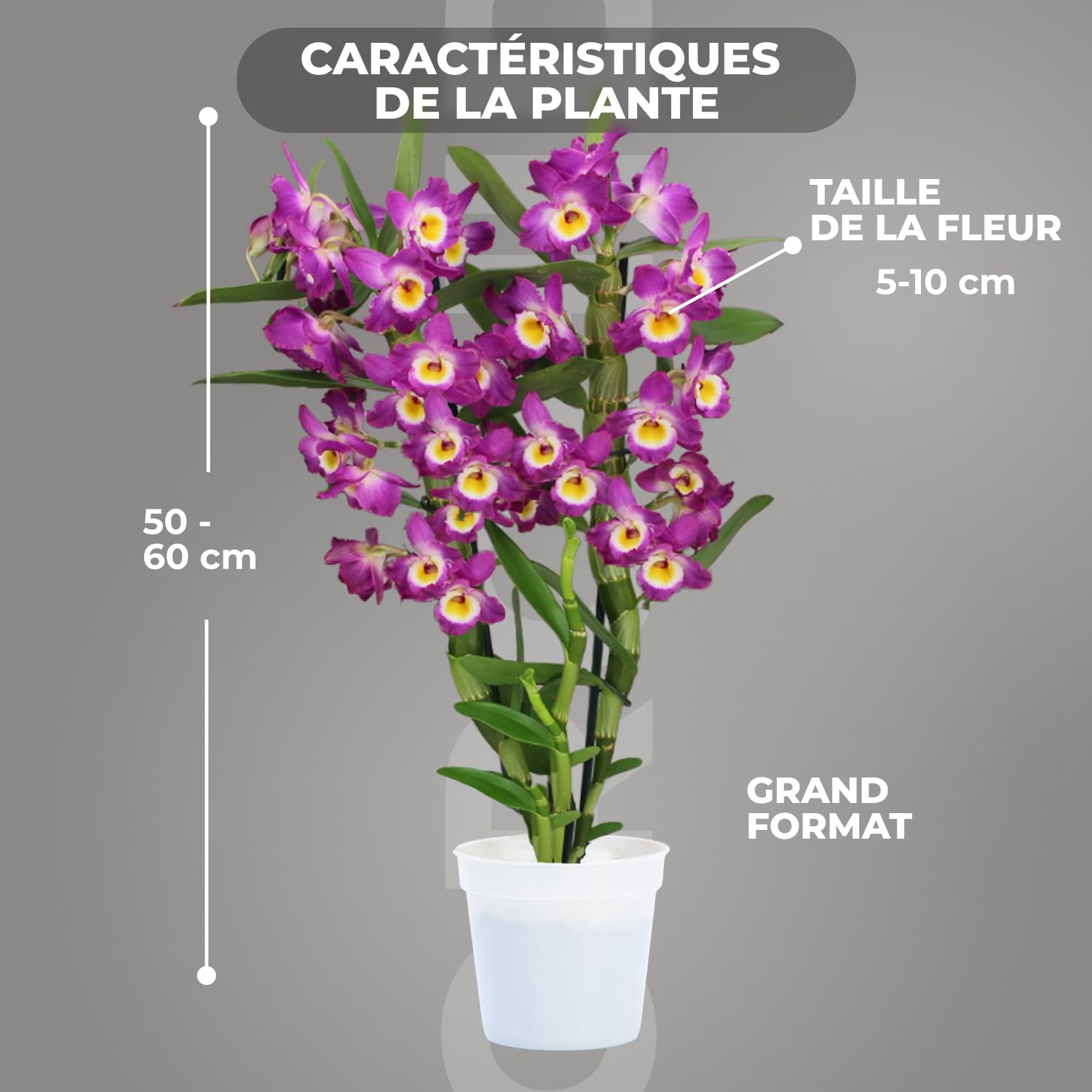 Orchidée Dendrobium Akatsuki Nobile - 2 Plantes Intérieur Naturelles - 30-40 cm - Avec fleurs et légèrement parfumées - Naturelle Plantes de Hollande (pas de graines, non artificielle)