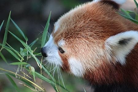 Amazon Co Jp A3 ポスター レッサーパンダグラス食品顔 壁紙ウォールステッカーポスター A3 4x297mm ホーム キッチン