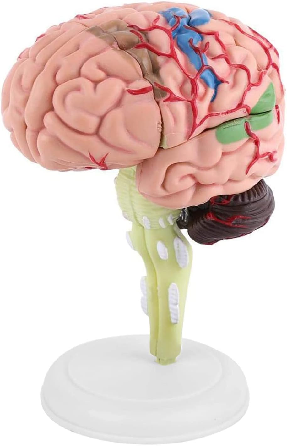 Vision Anatomical Human Brain Model Anatomy Medical Teaching Tool Lab Supplies Anatomically Accurate Human Skull and Brain Life Size Anatomy Model for Science Classroom Study Display Teaching Model