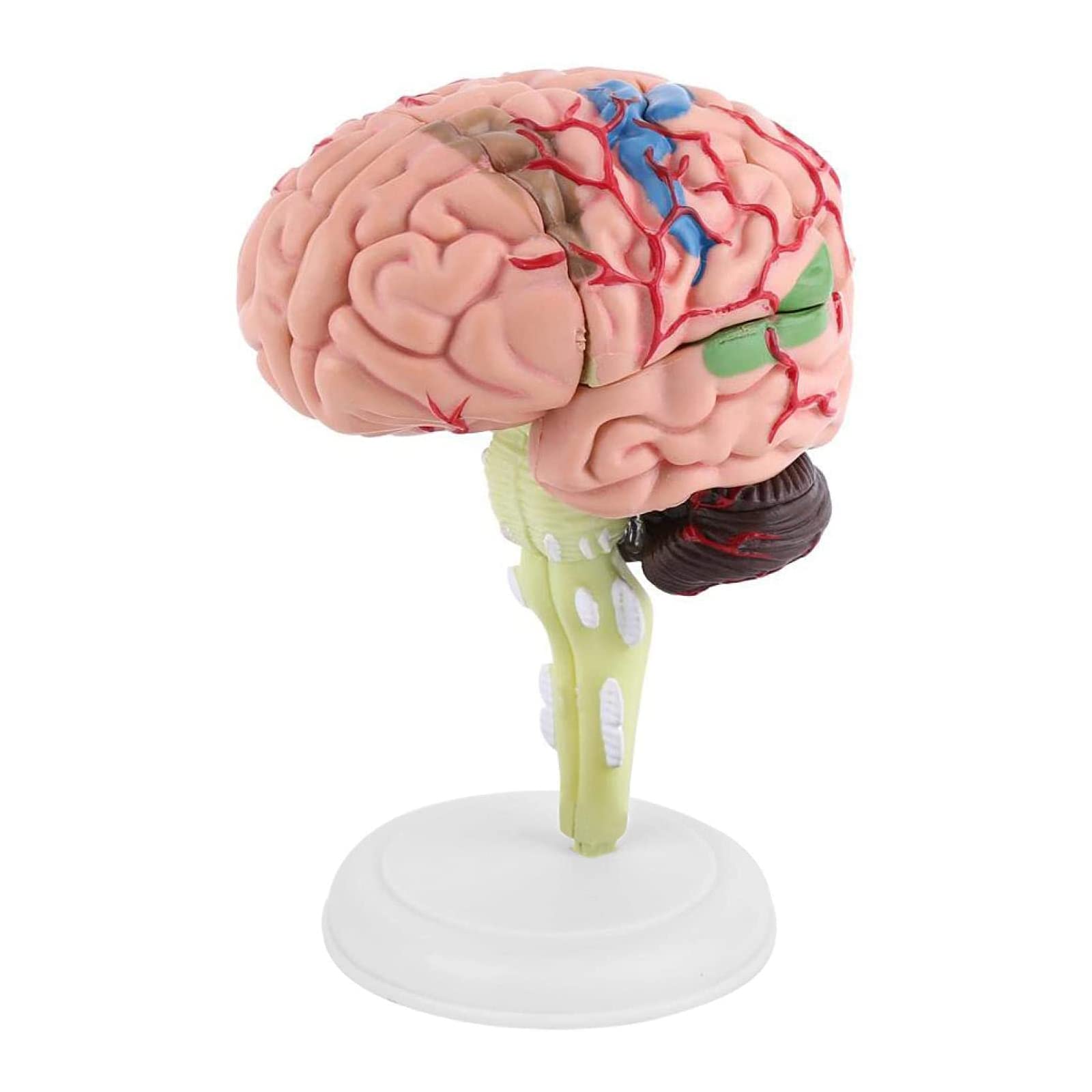 Vision Anatomical Human Brain Model Anatomy Medical Teaching Tool Lab Supplies Anatomically Accurate Human Skull and Brain Life Size Anatomy Model for Science Classroom Study Display Teaching Model