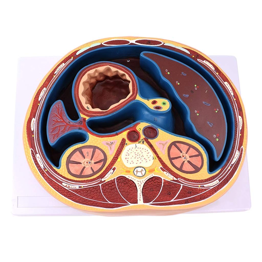 Modello Educativo Modello Addome Umano Medico Anatomico Membrana Piatta Struttura della Capsula Modello Organo Umano MOD