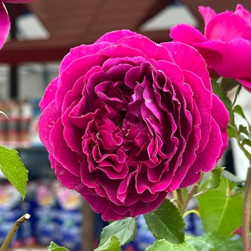 予約販売 バラ苗 バラ大苗 デルバール ルタンデスリーズ 品種登録出願中 四季咲き 薔薇 ばら 赤紫 赤 hao 12月中旬以降発送のサムネイル