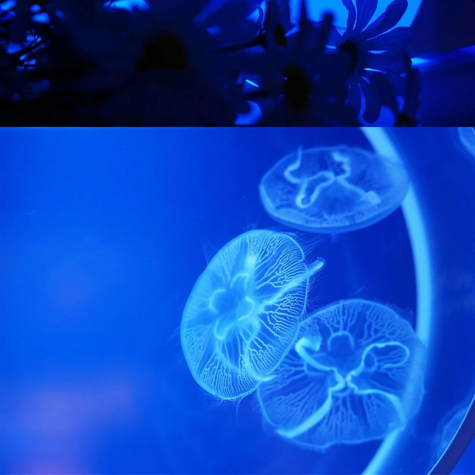 Acquario per Pesci Serbatoio di pesce Serbatoio di meduse bilaterale Serbatoio di pesce da tavolo Acquario Piccolo serbatoio di meduse Serbatoio di pesce ornamentale Acquario for ufficio Decorazione d