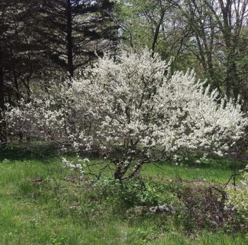 Chuxay Garden Prunus Maritima,Beach Plum 15 Seeds Sweet Hardy Deciduous Shrub Edible Fruit Salt Tolerancea High Germination Rate #TOP5