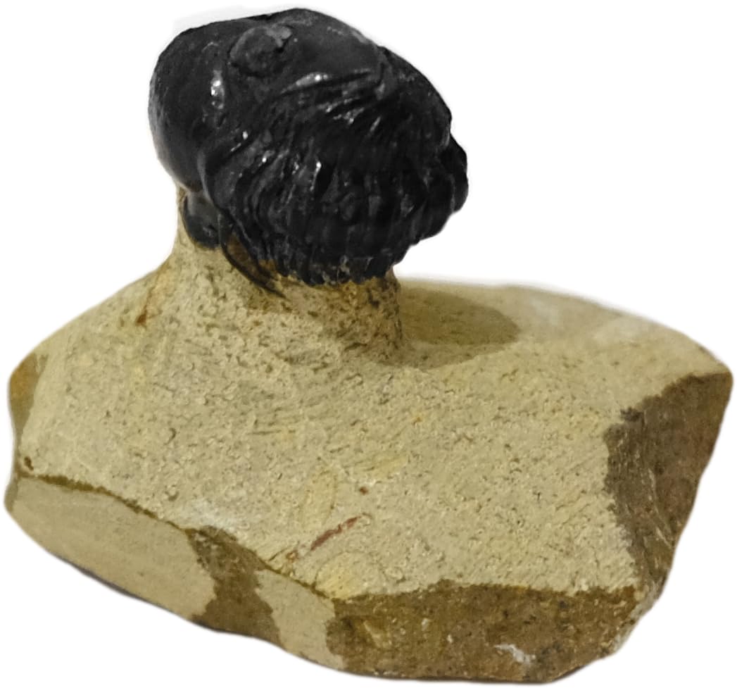 Geschenkidee - Versteinerte Urzeit Fossilien: Fossilie Trilobiten Trilobit Gerastos aus Marokko/Lehrmaterialien Fossilien (Ø 5 cm)