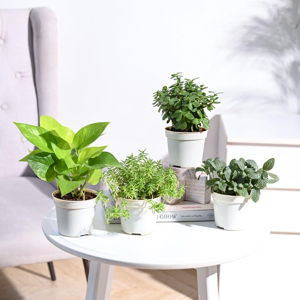 Plantoos Combo of 4 Indoor Live Plants for Home Decor with Pot - Sedum Golden,Fittonia Green,Golden Money Plant,Jade Mini (B0BJTW31TR) Amazon Price History, Amazon Price Tracker