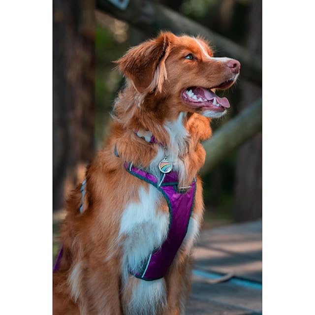 Foto 2 de 4 de Red Dingo Arnés para Perro Dingo 38-58 cm 46-63 cm Morado M