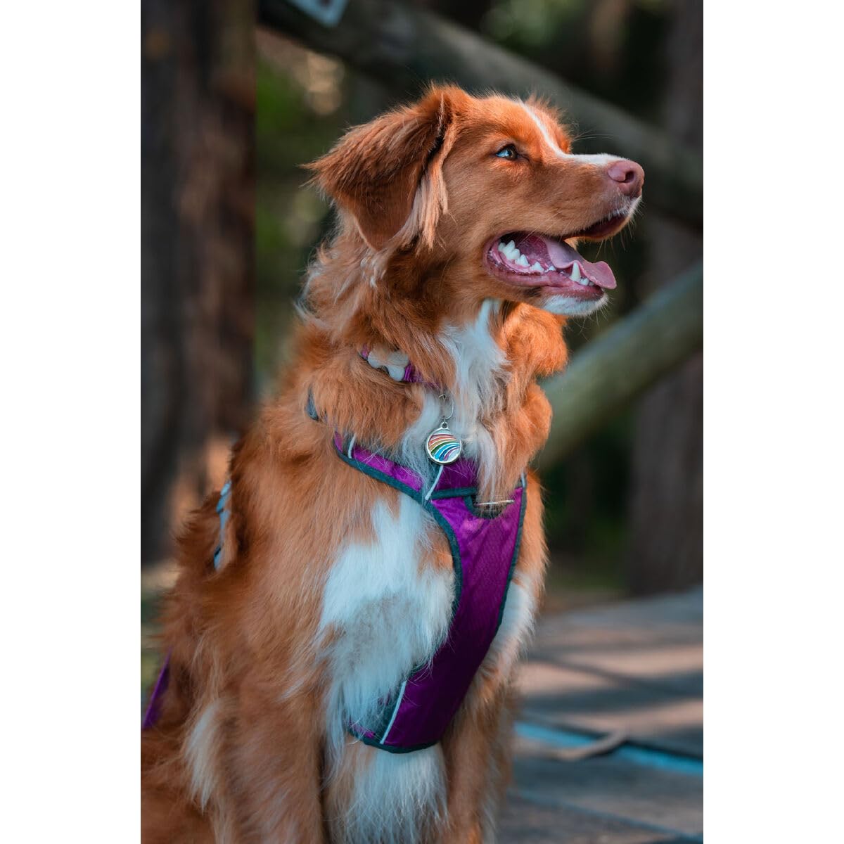 Red Dingo Arnés para Perro Dingo 38-58 cm 46-63 cm Morado M