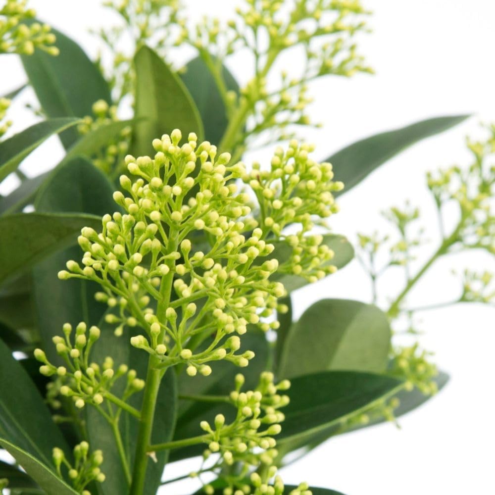 Skimmia Japonica 'White Dwarf' Compact Evergreen Shrub with White Flowers Fragrant Attractive Berries Ideal for Containers & Borders 1X 10.5cm Pot by Thompson and Morgan