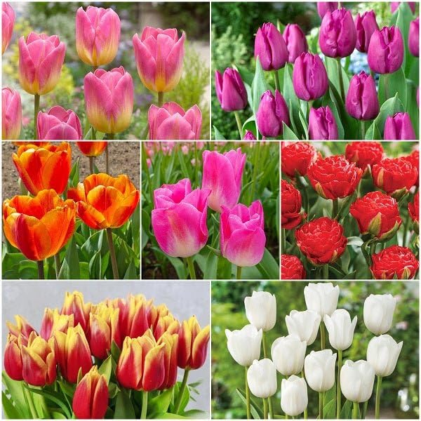 Mphmi Seedless Plant Flower Bulbs Plants Truly Tulip (14 Bulbs Pack) (B0CWF6TRCL) Amazon Price History, Amazon Price Tracker