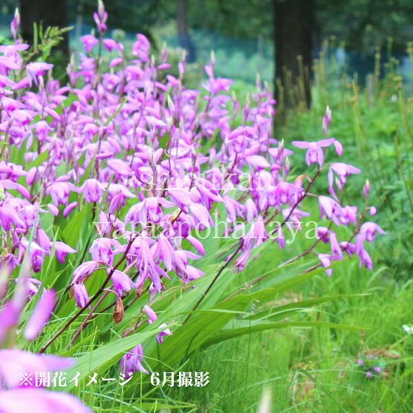 Amazon.co.jp: シラン 素掘り苗 紫蘭▽紫桜館山の花屋 (素掘り苗 Amazon.co.jp: シラン 素掘り苗 紫蘭▽紫桜館山の花屋 (素掘り苗