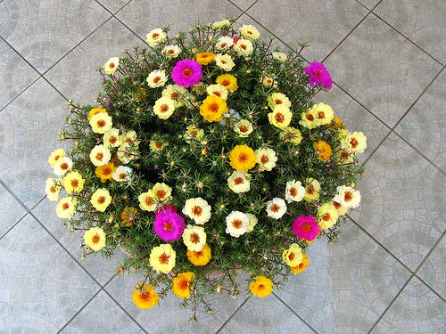 See full amazon price history chart for Creative Farmer Flower Seeds : Hanging Basket Plant Purslane Seeds Flower Seeds For Planting (25 Packets) Garden Plant Seeds Creative Farmer Flower Seeds : Hanging Basket Plant Purslane Seeds Flower Seeds For Planting (25 Packets) Garden Plant Seeds (B077J69WFM) Amazon Price History, Amazon Price Tracker