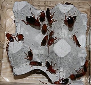 25 large chocolate cockroaches, cockroaches in 1 tin, practically packaged, food insects, feed animals product image