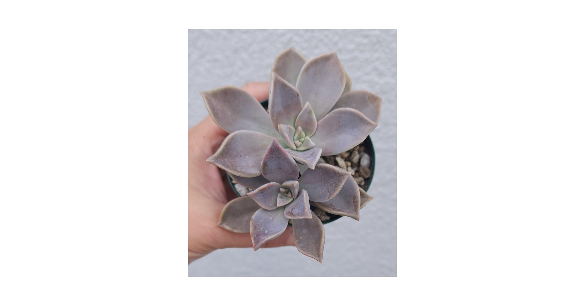 Amazon.co.jp: グラプトペタルム 朧月 多肉植物 カット 苗