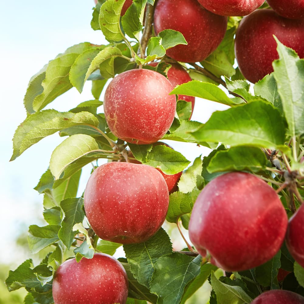 Amazon.com : Melrose Apple Tree, Mid-Season Harvest