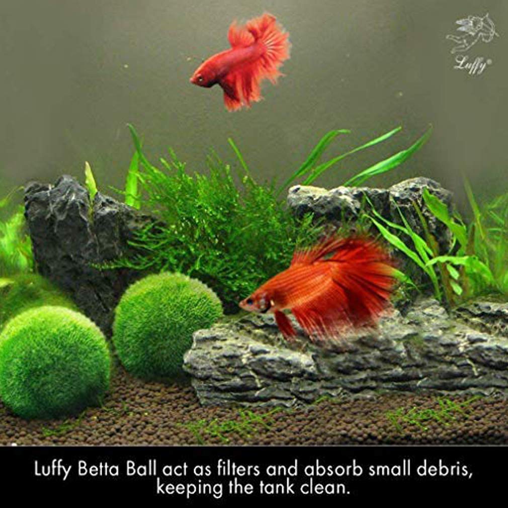 LUFFY 2 Marimo Moss Balls, Aesthetically Beautiful & Create Healthy