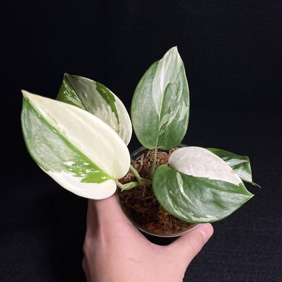 Amazon.co.jp: 1. Scindapsus Treubii Moonlight Variegated