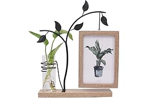 FiewMay Plant Propagation Vase
