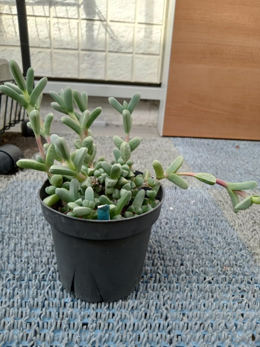 Amazon.co.jp: 多肉植物 夕波 抜き苗 : DIY・工具・ガーデン