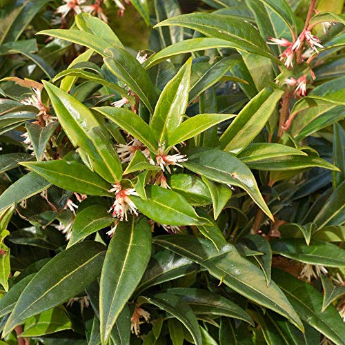 Sarcococca hookeriana 'Winter Gem' Evergreen Hardy Garden Shrub Plant in Pot (9cm Pot, 20-30cm)