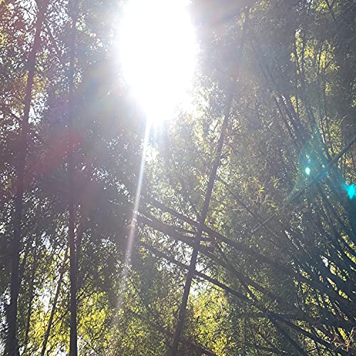 Self Help Book [Explicit]