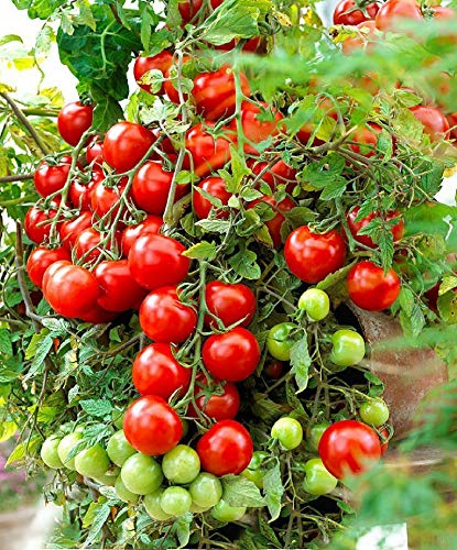 Zellajake 100+ Seeds Tomato Seeds Balcony Miracle Red Vegetable Self-Pollinating #TOP1