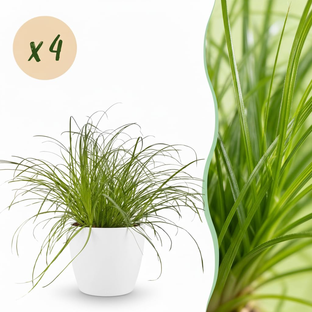Erba Gatta Cyperus Zumula, Verde, Set da 4 con Vaso 12cm, Altezza 20cm