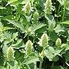 Dropplant – Agastache rugosa ‘Alabaster’ – Pot 9x9cm