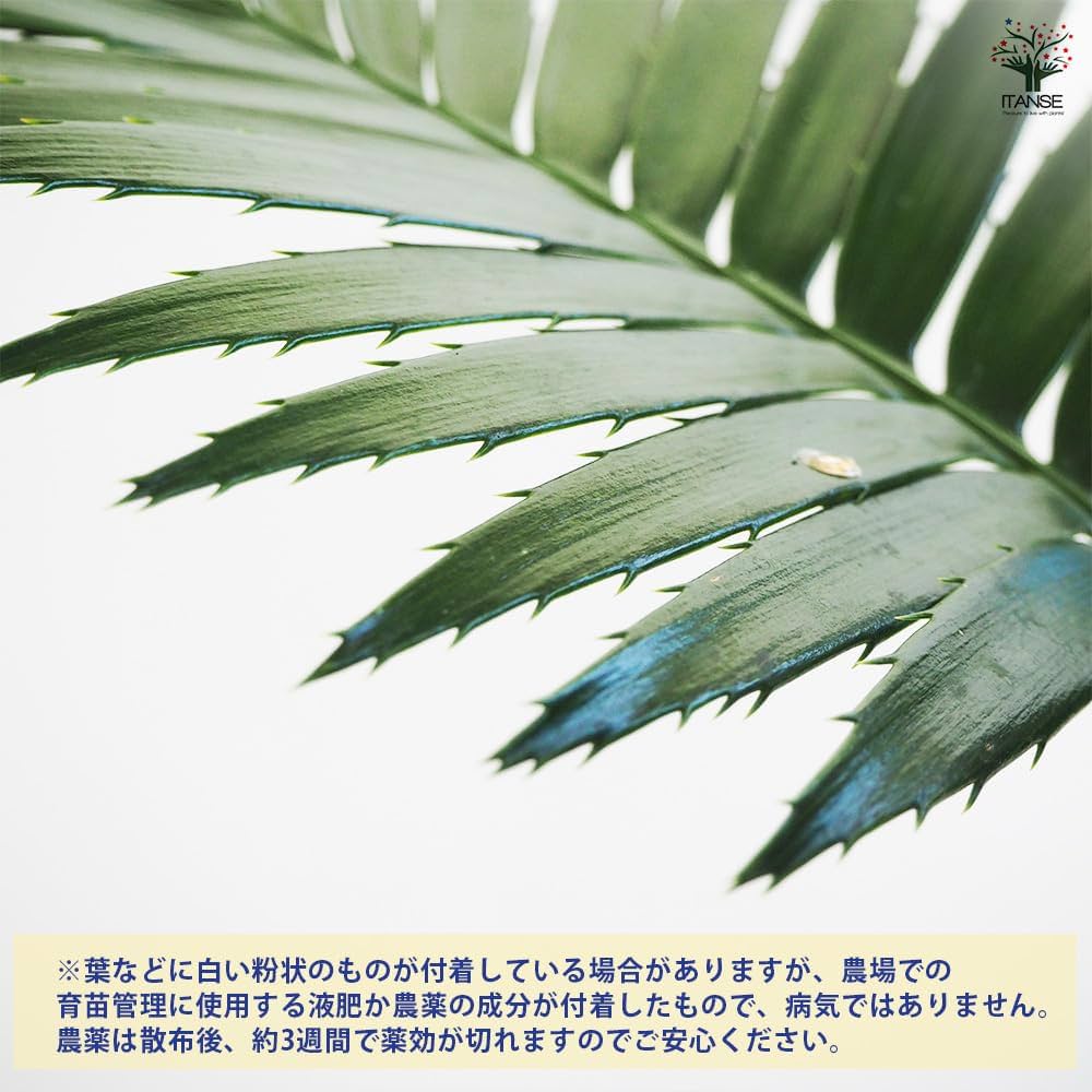 Amazon|ITANSE ディオーン スピヌロスム 6号 1個売り【初心者 Amazon|ITANSE ディオーン スピヌロスム 6号 1個売り【初心者