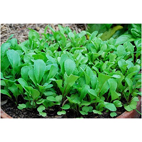 Buy Window Garden Buttercrunch Lettuce Vegetable Starter Kit Grow