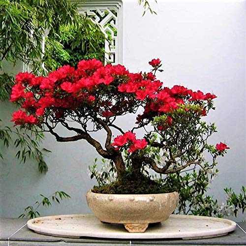 asian wonder bambus Fargesia scabrida Asian Wonder