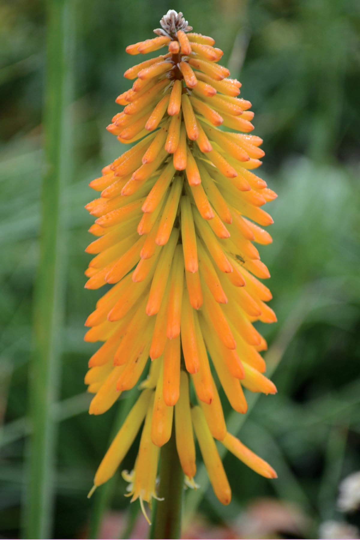 Stauden Gänge 5 x Kniphofia 'Mango Popsicle' Fackellilie Orange winterhart | Fackellilie – winterharte Staude & Dauerblüher für sonnige Beete, mehrjährig, bienenfreundlich, 1 L Topf (11x11 cm)