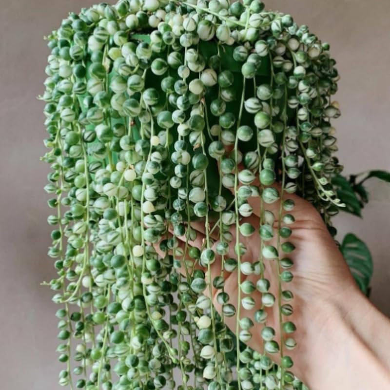 Miniatura 5 de Cadena de perlas abigarradas planta viva, enredadera suculenta arrastrada, planta de interior viva rara en maceta