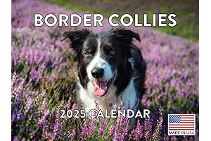 Border Collie Calendar 2025 Monthly Wall Calendar 12 Months