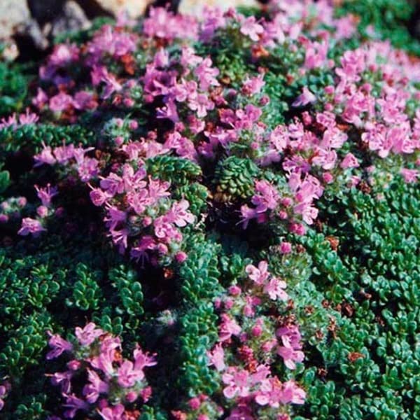 6x Timo strisciante 'Pseudolanuginosus' - Thymus praecox 'Pseudolanuginosus' - Vaso 9x9 cm - coprisuolo aromatico foglia grigia giardino