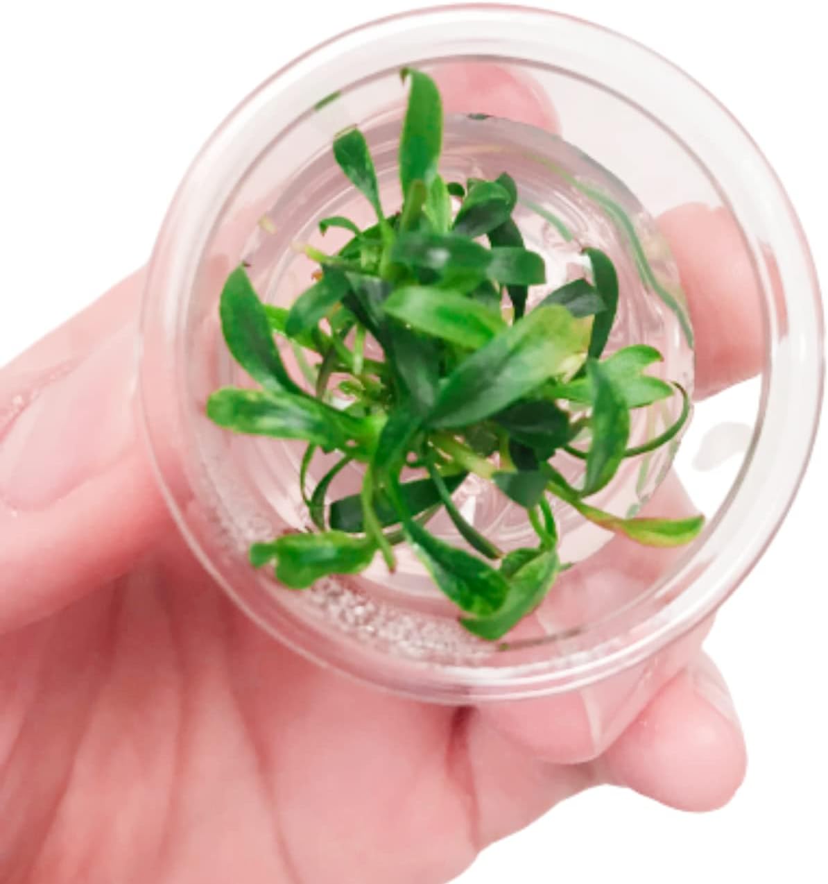 Anubias Minima Dragon Claw Mini Tissue Culture Live Aquarium Plant Decorations BUY2GET1FREE