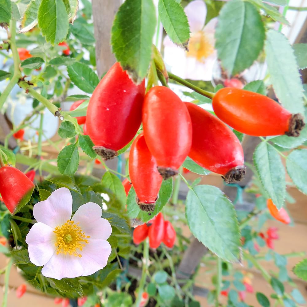 Amazon.co.jp: ロサ・カニナ ドッグローズ ローズヒップ 2年生 12cm 4