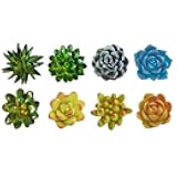 CoCoMe Funny 3D Resin Succulent Fridge Refrigerator Magnets, Set of 8